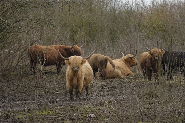 Scottish Highland Cattle