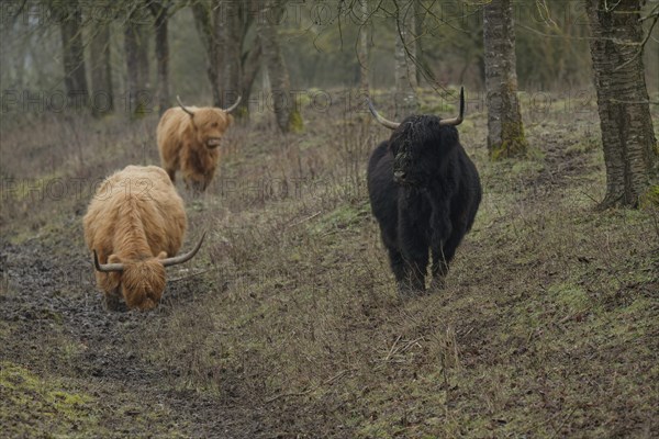 Scottish Highland Cattle