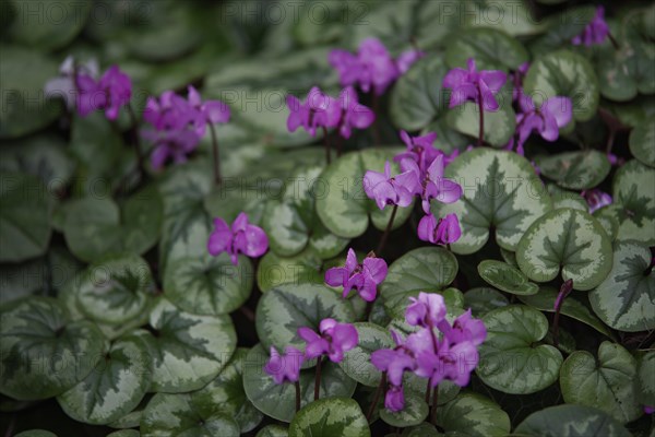 Cyclamen