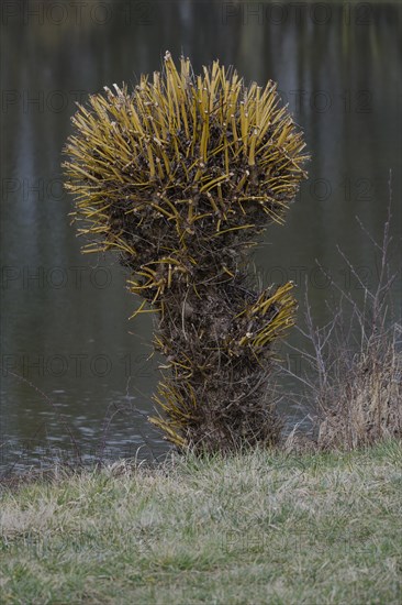 Pollarded willow