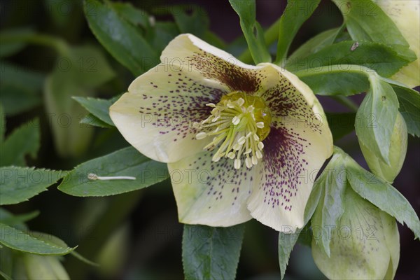 hellebore