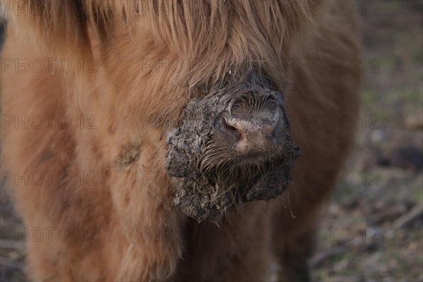 Scottish Highland Cattle