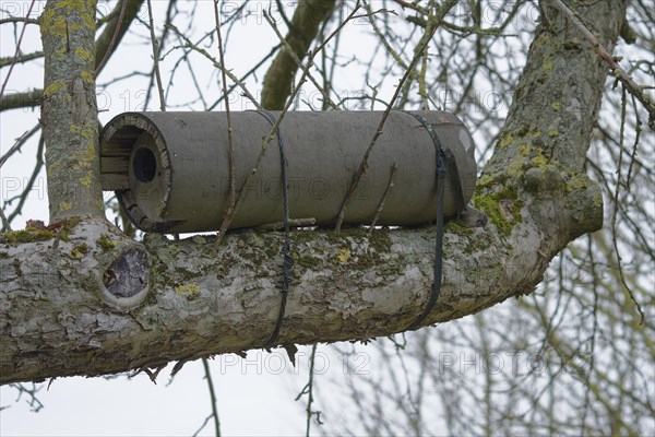 Owl nest box