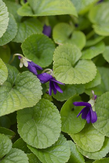 Scented violet