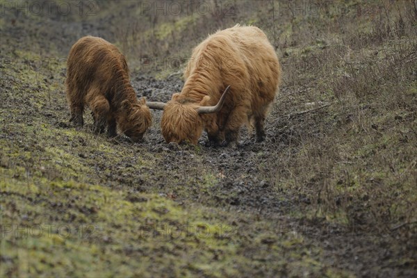 Scottish Highland Cattle