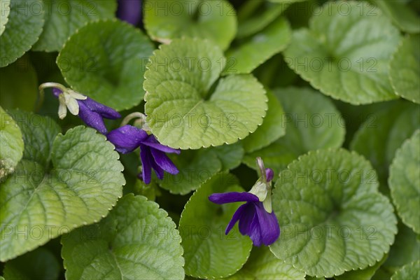 Scented violet