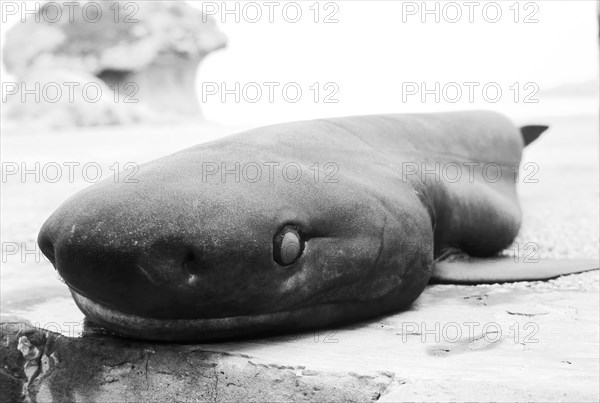 Dead shark lies on the quay wall