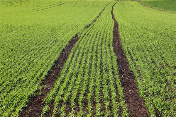 Cereal field in spring