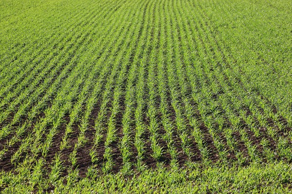 Cereal field in spring