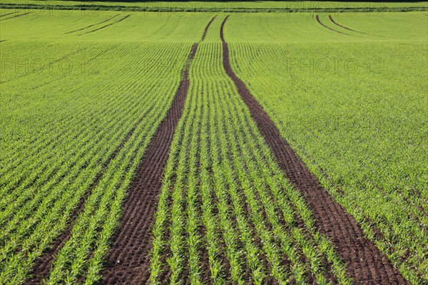 Cereal field in spring