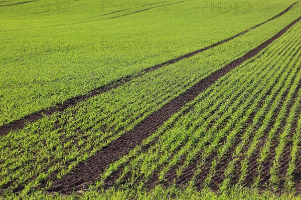 Cereal field in spring