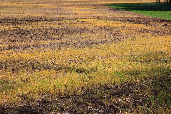 Field treated with a plant poison in front of cultivation