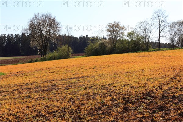 Field treated with a plant poison in front of cultivation