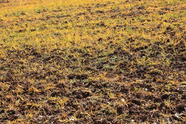 Field treated with a plant poison in front of cultivation