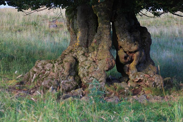 Natural monument