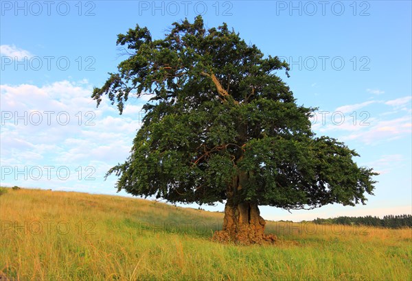 Natural monument