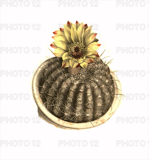 Cacti