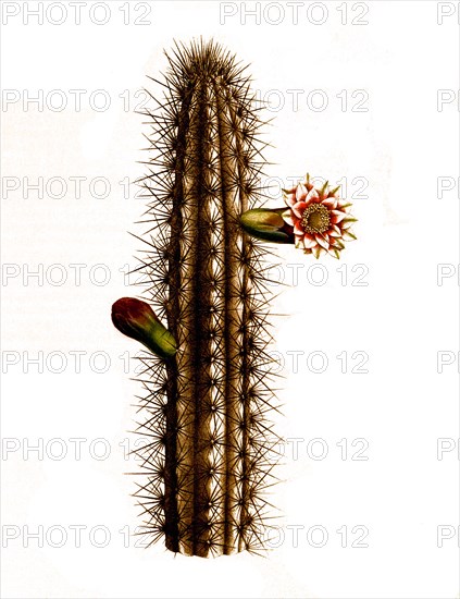 Cactus