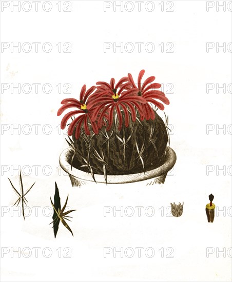 Cacti