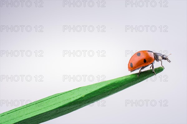 Beautiful photo of red ladybug walking on a wooden stick