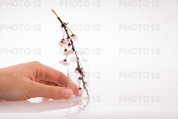 Cherry blossoms in bottle on white background