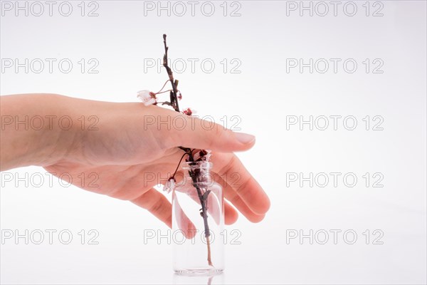 Cherry blossoms in bottle on white background