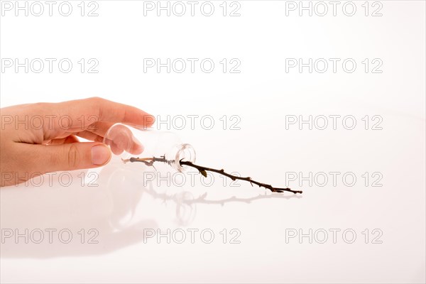 Cherry blossoms in bottle on white background