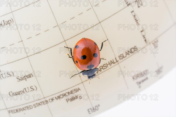 Ladybug walking on a little colorful model globe