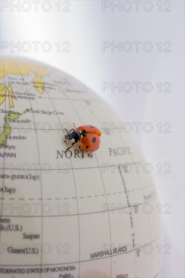 Ladybug walking on a little colorful model globe