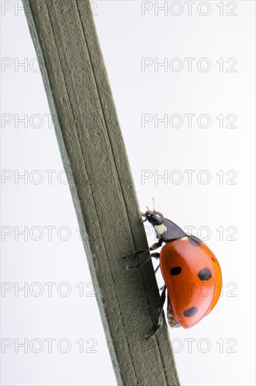 Beautiful photo of red ladybug walking on a wooden stick