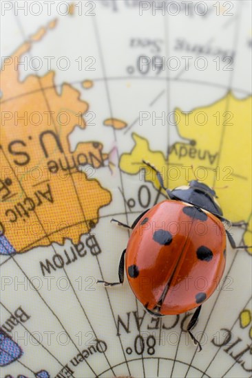 Ladybug walking on a little colorful model globe