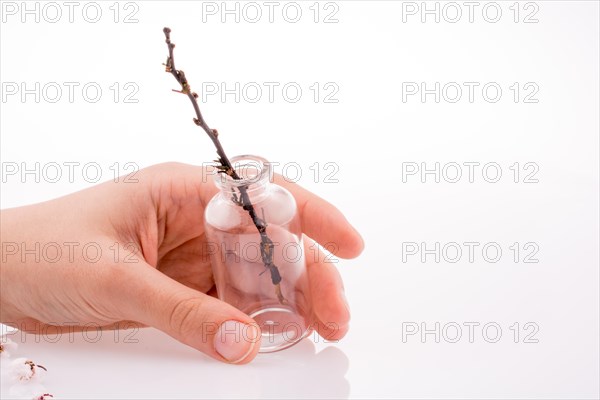 Cherry blossoms in bottle on white background