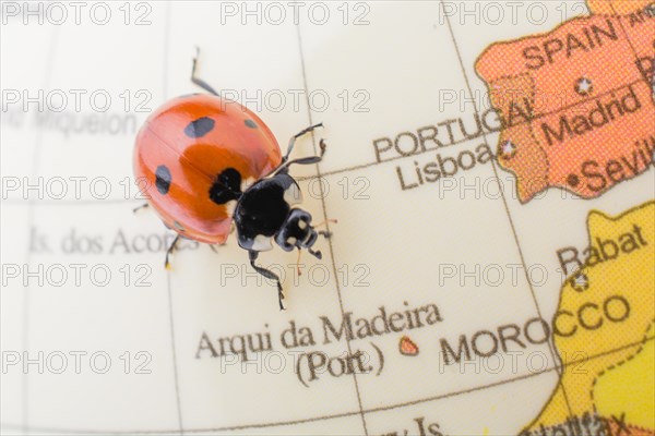 Ladybug walking on a little colorful model globe