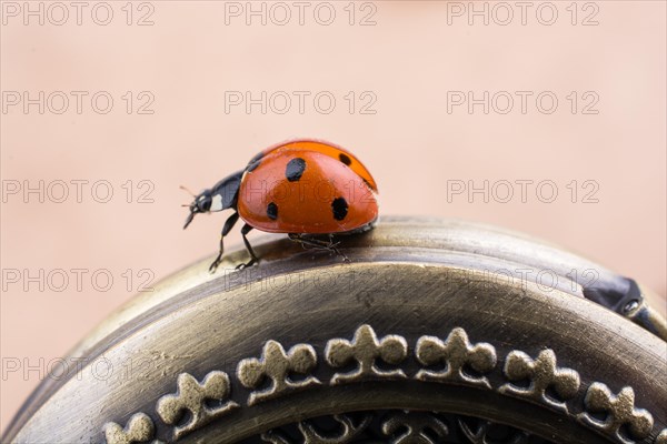 Beautiful photo of red ladybug walking on a pocket watch