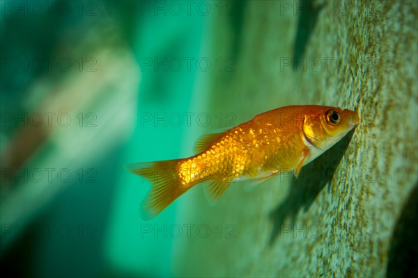 Colorful fish swimming in an aquarium
