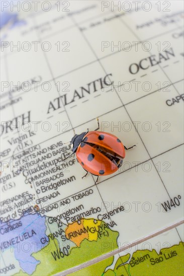 Ladybug walking on a little colorful model globe