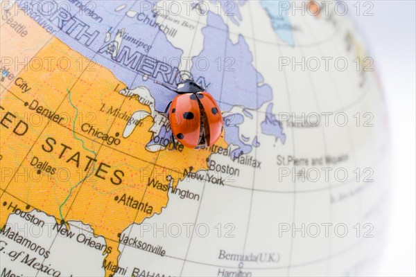 Ladybug walking on a little colorful model globe