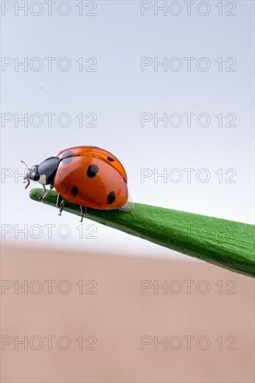 Beautiful photo of red ladybug walking on a wooden stick