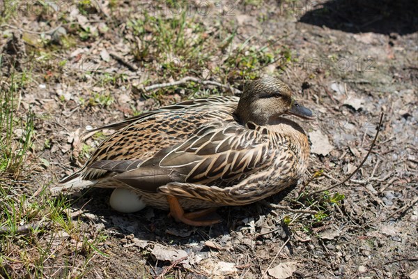 Wild duck sitting on egg by the side of a pond