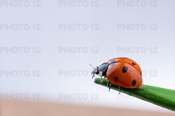 Beautiful photo of red ladybug walking on a wooden stick