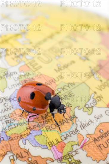 Ladybug walking on a little colorful model globe