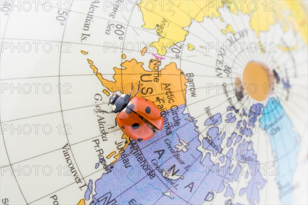 Ladybug walking on a little colorful model globe