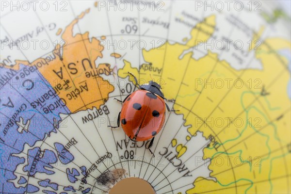 Ladybug walking on a little colorful model globe