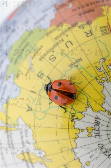 Ladybug walking on a little colorful model globe