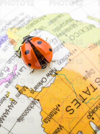 Ladybug walking on a little colorful model globe