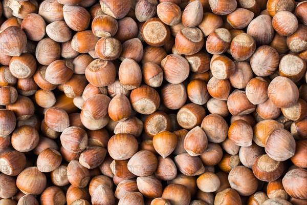 Dried unshelled hazelnuts seeds of Whole nuts as background