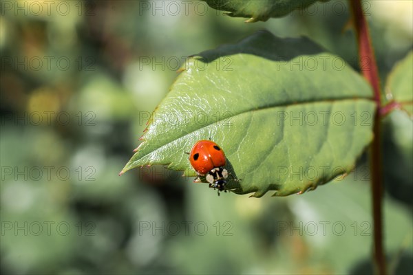 Picture of a Ladybug sitting on a green leaf