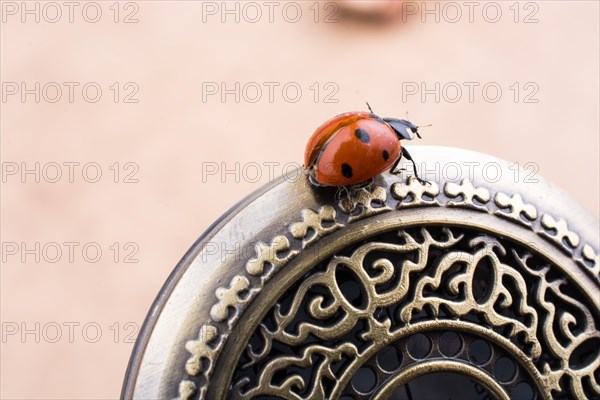 Beautiful photo of red ladybug walking on a pocket watch