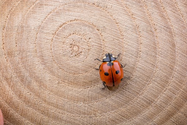 Beautiful photo of red ladybug walking on a piece of wood