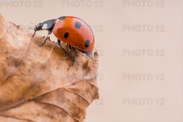 Beautiful photo of red ladybug walking on a dry leaf